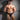 402448 Supreme Cotton Comfort Micro Briefs - 0004 Black